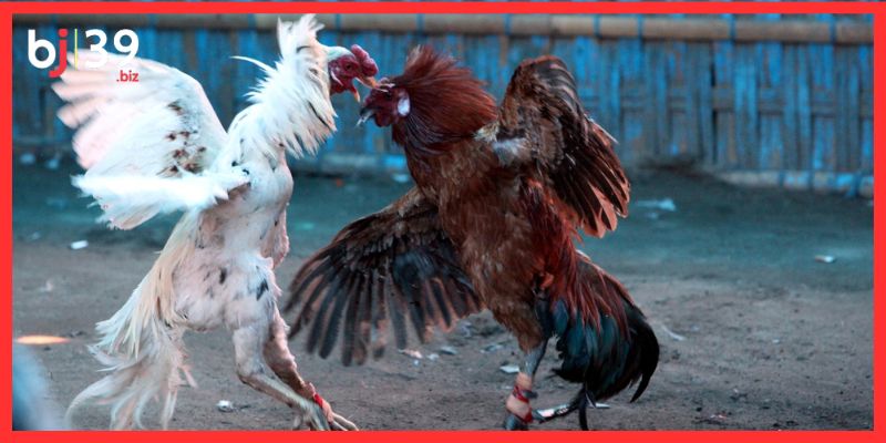 Luật chơi đá gà cựa dao cơ bản