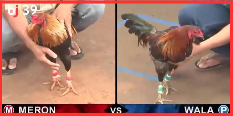 Các cửa cược đá gà cựa dao BJ39